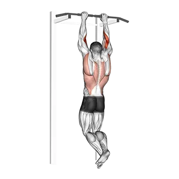 Brachialis Pull Up