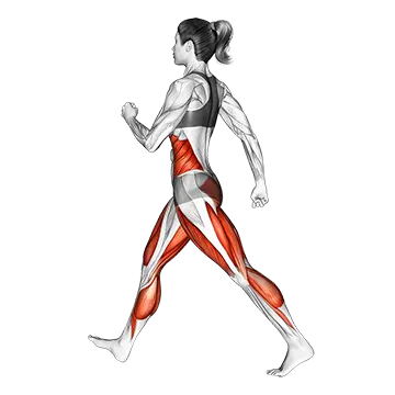 Briskly Walking - Exclusive get you ultimate Cardio for Quadriceps from X health blend   Animated Exercise  Library