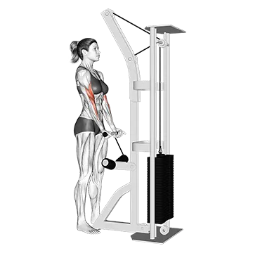 Cable Close Grip Curl - Exclusive get you ultimate Strength for Biceps from X health blend   Animated Exercise  Library