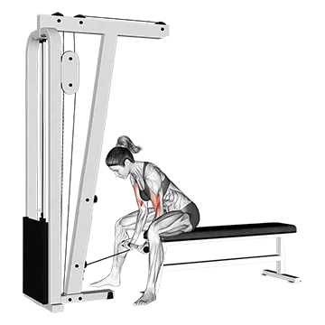 Cable Concentration Curl - Exclusive get you ultimate Strength for Biceps from X health blend   Animated Exercise  Library