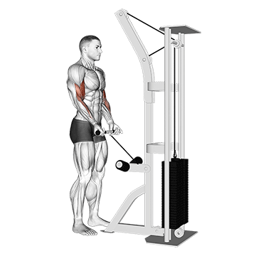 Cable Drag Curl - Exclusive get you ultimate Strength for Biceps from X health blend   Animated Exercise  Library