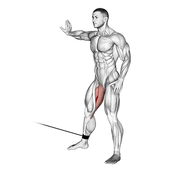 Cable Hip Adduction - Exclusive get you ultimate Strength for Adductor Magnus from X health blend   Animated Exercise  Library