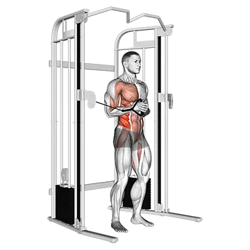 Cable Horizontal Pallof Press - Exclusive get you ultimate Strength for Transverse Abdominis from X health blend   Animated Exercise  Library