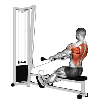 Cable Low Seated Row - Exclusive get you ultimate Strength for Latissimus Dorsi from X health blend   Animated Exercise  Library