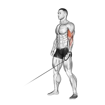 Cable One Arm Curl - Exclusive get you ultimate Strength for Biceps Brachii from X health blend   Animated Exercise  Library