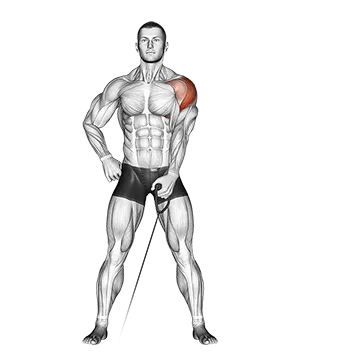 Cable One Arm Lateral Raise - Exclusive get you ultimate Strength for Deltoids (Lateral) from X health blend   Animated Exercise  Library