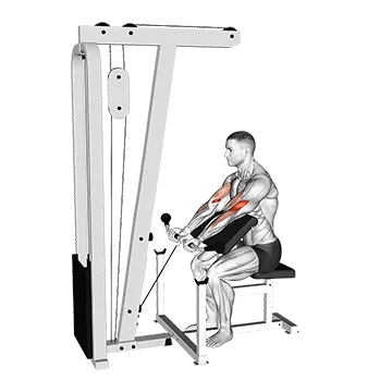 Cable Preacher Curl