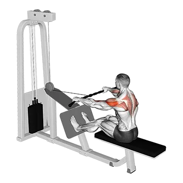 Cable Rear Delt Row - Exclusive get you ultimate Strength for Rear Deltoids from X health blend   Animated Exercise  Library