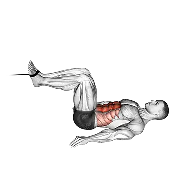 Cable Reverse Crunch