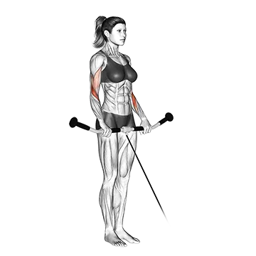 Cable Reverse Curl
