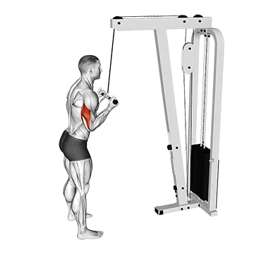 Cable Reverse Grip Pushdown