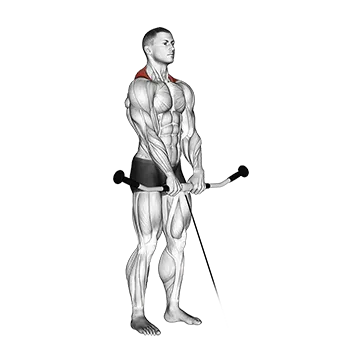 Cable Shrug - Exclusive get you ultimate Strength for Traps from X health blend   Animated Exercise  Library