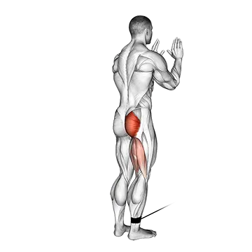Cable Standing Hip Extension - Exclusive get you ultimate Strength for Gluteus Maximus from X health blend   Animated Exercise  Library