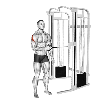 Cable Standing Shoulder External Rotation - Exclusive get you ultimate Strength for Rotator Cuff from X health blend   Animated Exercise  Library