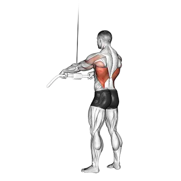 Cable Straight Arm Pulldown - Exclusive get you ultimate Strength for Latissimus Dorsi from X health blend   Animated Exercise  Library