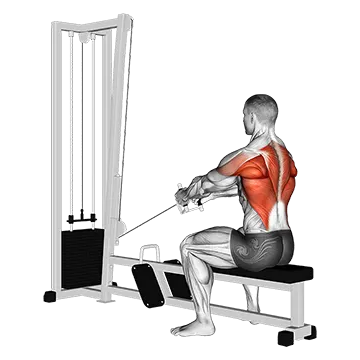 Cable Upper Row - Exclusive get you ultimate Strength for Traps from X health blend   Animated Exercise  Library