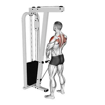 Cable Upright Row - Exclusive get you ultimate Strength for Deltoids (Lateral) from X health blend   Animated Exercise  Library