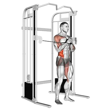 Cable Vertical Pallof Press - Exclusive get you ultimate Strength for Transverse Abdominis from X health blend   Animated Exercise  Library