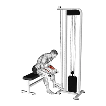 Cable Wrist Curl - Exclusive get you ultimate Strength for Forearms Flexors from X health blend   Animated Exercise  Library