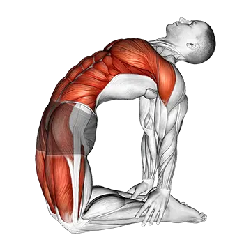 Camel Pose