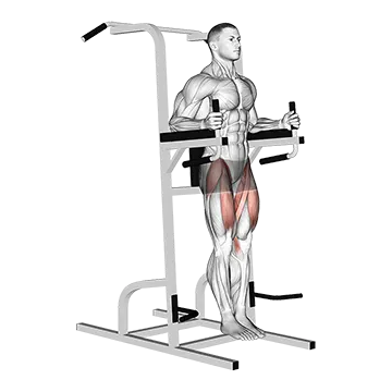 Captain's Chair Leg Raise - Exclusive get you ultimate Strength for Rectus Abdominis from X health blend   Animated Exercise  Library