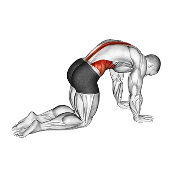Cat Cow Stretch - Exclusive get you ultimate Flexibility for Spinal Erectors from X health blend   Animated Exercise  Library