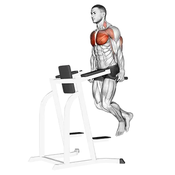 Chest Dip - Exclusive get you ultimate Strength for Pectoralis from X health blend   Animated Exercise  Library