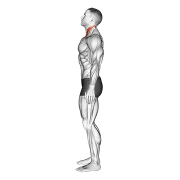 Chin Tuck - Exclusive get you ultimate Flexibility for Suboccipital from X health blend   Animated Exercise  Library