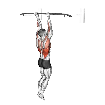 Chin Up - Exclusive get you ultimate Strength for Latissimus Dorsi from X health blend   Animated Exercise  Library