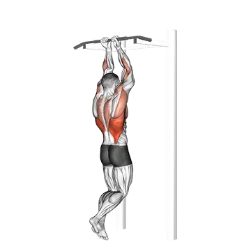 Close Grip Chin Up - Exclusive get you ultimate Strength for Biceps Brachii from X health blend   Animated Exercise  Library