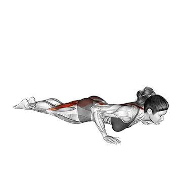 Cobra Yoga Pose - Exclusive get you ultimate Flexibility for Spinal Erectors from X health blend   Animated Exercise  Library