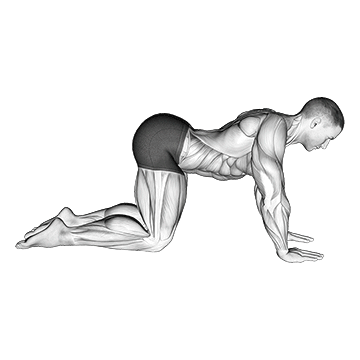Cow Stretch - Exclusive get you ultimate Flexibility for Spinal Erectors from X health blend   Animated Exercise  Library