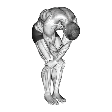 Cross Over Shoulder Stretch - Exclusive get you ultimate Flexibility for Deltoids from X health blend   Animated Exercise  Library