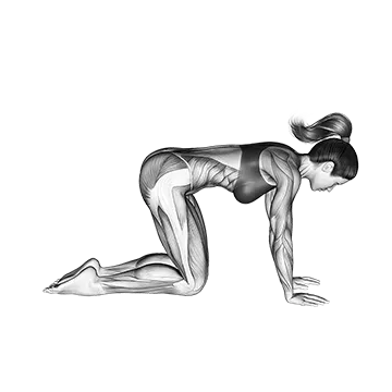 Downward Facing Dog Adho Mukha - Exclusive get you ultimate Flexibility for Deltoids (Anterior) from X health blend   Animated Exercise  Library