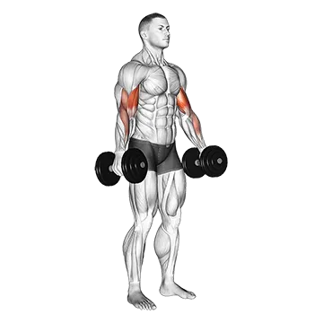 Dumbbell Alternate Biceps Curl - Exclusive get you ultimate Strength for Biceps Brachii from X health blend   Animated Exercise  Library