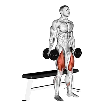 Dumbbell Bench Squat - Exclusive get you ultimate Strength for Quadriceps from X health blend   Animated Exercise  Library