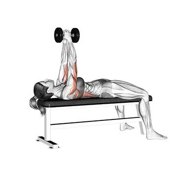 Dumbbell Bent Arm Pullover - Exclusive get you ultimate Strength for Latissimus Dorsi from X health blend   Animated Exercise  Library