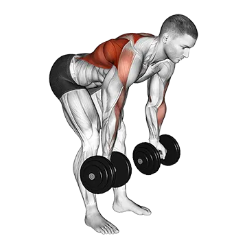 Dumbbell Bent Over Reverse Row - Exclusive get you ultimate Strength for Traps from X health blend   Animated Exercise  Library