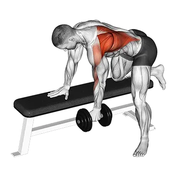 Dumbbell Bent Over Row - Exclusive get you ultimate Strength for Latissimus Dorsi from X health blend   Animated Exercise  Library