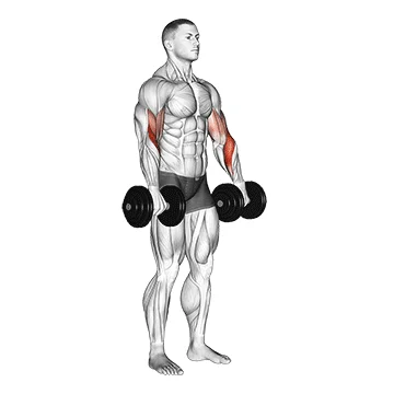 Dumbbell Biceps Curl Reverse - Exclusive get you ultimate Strength for Biceps Brachii from X health blend   Animated Exercise  Library