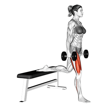 Dumbbell Bulgarian Split Squat - Exclusive get you ultimate Strength for Quadriceps