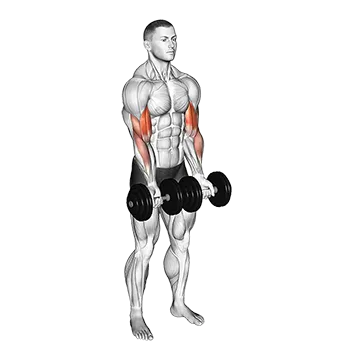 Dumbbell Close Grip Curl - Exclusive get you ultimate Strength for Biceps Brachii from X health blend   Animated Exercise  Library