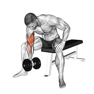 Dumbbell Concentration Curl