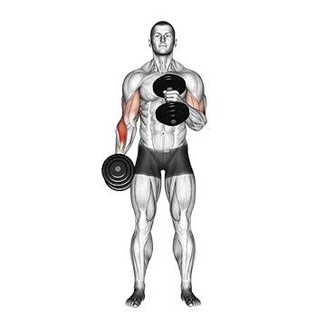 Dumbbell Cross Body Hammer Curl - Exclusive get you ultimate Strength for Biceps Brachii from X health blend   Animated Exercise  Library