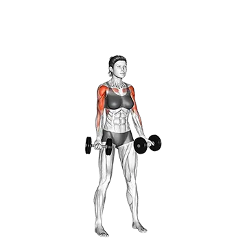 Dumbbell Curl to Press - Exclusive get you ultimate Strength for Biceps Brachii