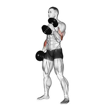 Dumbbell Hammer Curl