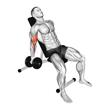 Dumbbell Incline Curl - Exclusive get you ultimate Strength for Biceps from X health blend   Animated Exercise  Library