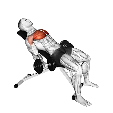 Dumbbell Incline Low Fly
