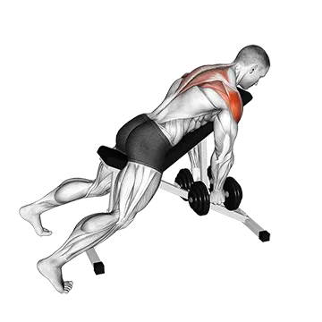 Dumbbell Incline Rear Lateral Raise - Exclusive get you ultimate Strength for Deltoids from X health blend   Animated Exercise  Library