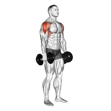 Dumbbell Lateral Raise - Exclusive get you ultimate Strength for Lateral Deltoid from X health blend   Animated Exercise  Library